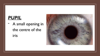 PUPIL
- A small opening in
the centre of the
iris
 