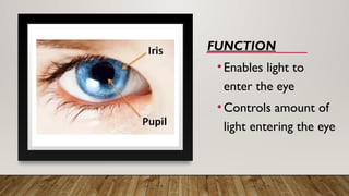 FUNCTION
•Enables light to
enter the eye
•Controls amount of
light entering the eye
 