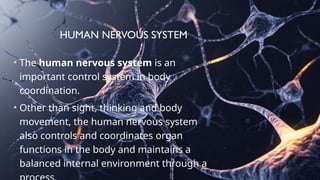 HUMAN NERVOUS SYSTEM
• The human nervous system is an
important control system in body
coordination.
• Other than sight, thinking and body
movement, the human nervous system
also controls and coordinates organ
functions in the body and maintains a
balanced internal environment through a
 