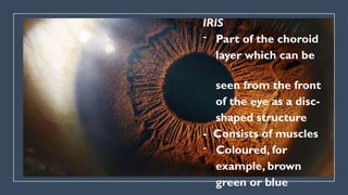 IRIS
- Part of the choroid
layer which can be
seen from the front
of the eye as a disc-
shaped structure
- Consists of muscles
- Coloured, for
example, brown
green or blue
 