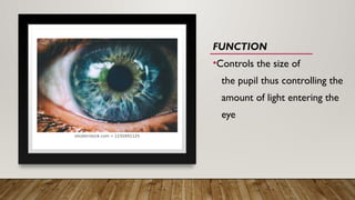 FUNCTION
•Controls the size of
the pupil thus controlling the
amount of light entering the
eye
 