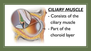 CILIARY MUSCLE
- Consists of the
ciliary muscle
- Part of the
choroid layer
 