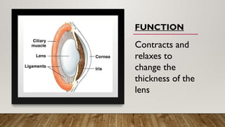 Contracts and
relaxes to
change the
thickness of the
lens
FUNCTION
 