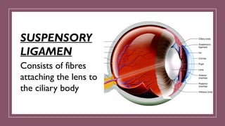 SUSPENSORY
LIGAMEN
Consists of fibres
attaching the lens to
the ciliary body
 