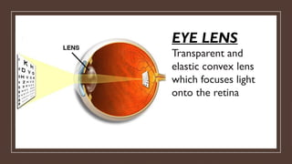 EYE LENS
Transparent and
elastic convex lens
which focuses light
onto the retina
 