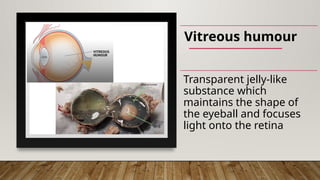 Vitreous humour
Transparent jelly-like
substance which
maintains the shape of
the eyeball and focuses
light onto the retina
 
