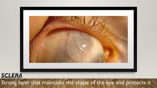 SCLERA
Strong layer that maintains the shape of the eye and protects it
 