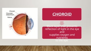 CHOROID
Black layer that prevents
reflection of light in the eye
and
supplies oxygen and
nutrients
to the eye
 