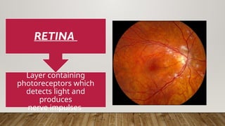 Layer containing
photoreceptors which
detects light and
produces
nerve impulses
RETINA
 