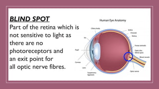 BLIND SPOT
Part of the retina which is
not sensitive to light as
there are no
photoreceptors and
an exit point for
all optic nerve fibres.
 