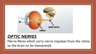 OPTIC NERVES
Nerve fibres which carry nerve impulses from the retina
to the brain to be interpreted.
 