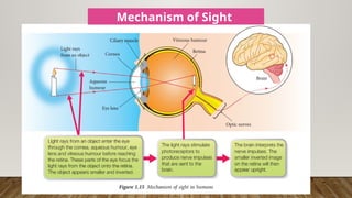 Mechanism of Sight
 