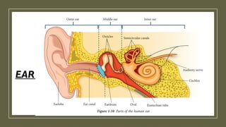 EAR
 