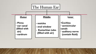 The Human Ear
Outer
- Pinna
- ear canal
(filled with
air)
- eardrum
Middle
- ossicles
- oval window
- Eustachian tube.
(filled with air)
Inner
-Cochlea
- semicircular
canals
- auditory nerve
(contain fluid)
 