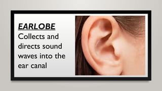 EARLOBE
Collects and
directs sound
waves into the
ear canal
 