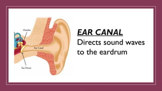 EAR CANAL
Directs sound waves
to the eardrum
 