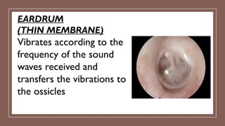 EARDRUM
(THIN MEMBRANE)
Vibrates according to the
frequency of the sound
waves received and
transfers the vibrations to
the ossicles
 