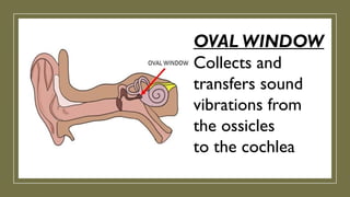 OVAL WINDOW
Collects and
transfers sound
vibrations from
the ossicles
to the cochlea
 