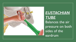 EUSTACHIAN
TUBE
Balances the air
pressure on both
sides of the
eardrum
 