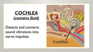 COCHLEA
(contains fluid)
Detects and converts
sound vibrations into
nerve impulses
 