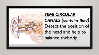 SEMI CIRCULAR
CANALS (contains fluid)
Detect the position of
the head and help to
balance thebody
 