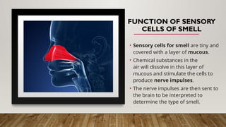 FUNCTION OF SENSORY
CELLS OF SMELL
• Sensory cells for smell are tiny and
covered with a layer of mucous.
• Chemical substances in the
air will dissolve in this layer of
mucous and stimulate the cells to
produce nerve impulses.
• The nerve impulses are then sent to
the brain to be interpreted to
determine the type of smell.
 