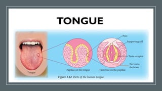 TONGUE
 