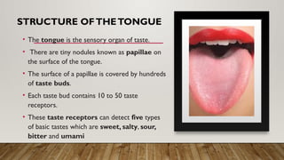 STRUCTURE OFTHETONGUE
• The tongue is the sensory organ of taste.
• There are tiny nodules known as papillae on
the surface of the tongue.
• The surface of a papillae is covered by hundreds
of taste buds.
• Each taste bud contains 10 to 50 taste
receptors.
• These taste receptors can detect five types
of basic tastes which are sweet, salty, sour,
bitter and umami
 