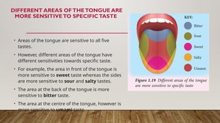 DIFFERENT AREAS OFTHETONGUE ARE
MORE SENSITIVETO SPECIFICTASTE
• Areas of the tongue are sensitive to all five
tastes.
• However, different areas of the tongue have
different sensitivities towards specific taste.
• For example, the area in front of the tongue is
more sensitive to sweet taste whereas the sides
are more sensitive to sour and salty tastes.
• The area at the back of the tongue is more
sensitive to bitter taste.
• The area at the centre of the tongue, however is
more sensitive to umami taste.
 