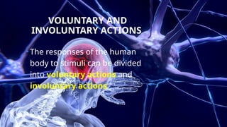 VOLUNTARY AND
INVOLUNTARY ACTIONS
•The responses of the human
body to stimuli can be divided
into voluntary actions and
involuntary actions.
 
