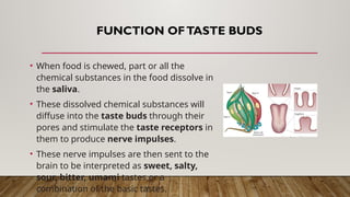 FUNCTION OFTASTE BUDS
• When food is chewed, part or all the
chemical substances in the food dissolve in
the saliva.
• These dissolved chemical substances will
diffuse into the taste buds through their
pores and stimulate the taste receptors in
them to produce nerve impulses.
• These nerve impulses are then sent to the
brain to be interpreted as sweet, salty,
sour, bitter, umami tastes or a
combination of the basic tastes.
 