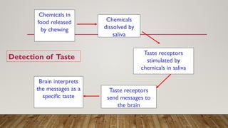Chemicals in
food released
by chewing
Chemicals
dissolved by
saliva
Taste receptors
stimulated by
chemicals in saliva
Taste receptors
send messages to
the brain
Brain interprets
the messages as a
specific taste
Detection of Taste
 