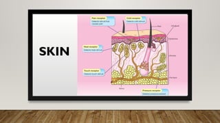 SKIN
 