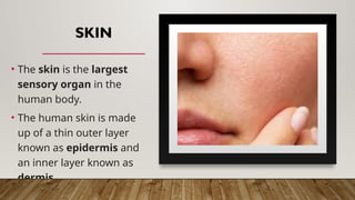 SKIN
• The skin is the largest
sensory organ in the
human body.
• The human skin is made
up of a thin outer layer
known as epidermis and
an inner layer known as
dermis.
 