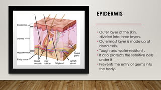 EPIDERMIS
• Outer layer of the skin.
divided into three layers.
• Outermost layer is made up of
dead cells.
• Tough and water-resistant .
• It also protects the sensitive cells
under it
• Prevents the entry of germs into
the body.
 