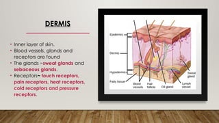 DERMIS
• Inner layer of skin.
• Blood vessels, glands and
receptors are found
• The glands ~sweat glands and
sebaceous glands.
• Receptors~ touch receptors,
pain receptors, heat receptors,
cold receptors and pressure
receptors.
 