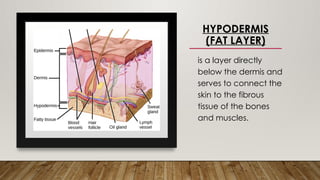 HYPODERMIS
(FAT LAYER)
is a layer directly
below the dermis and
serves to connect the
skin to the fibrous
tissue of the bones
and muscles.
 
