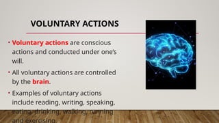 VOLUNTARY ACTIONS
• Voluntary actions are conscious
actions and conducted under one’s
will.
• All voluntary actions are controlled
by the brain.
• Examples of voluntary actions
include reading, writing, speaking,
eating, drinking, walking, running
and exercising.
 