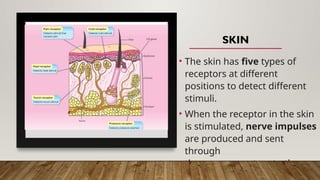 SKIN
• The skin has five types of
receptors at different
positions to detect different
stimuli.
• When the receptor in the skin
is stimulated, nerve impulses
are produced and sent
through
the nervous system to the
brain to be interpreted and to
 
