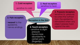 Receptors in the Skin
1. Cold receptors
sensitive to cold.
2. Heat receptors
sensitive to heat.
3. Pain receptors
- nearest to the
epidermis.
- nerves endings. 4. Touch receptors
- sensitive to slight
pressure
- found more
abundantly in
certain parts
(fingertips).
5. Pressure receptors
- sensitive to pressure.
- located the furthest
from the epidermis.
- stimulated when any
object presses hard
against the skin.
 
