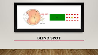 BLIND SPOT
 