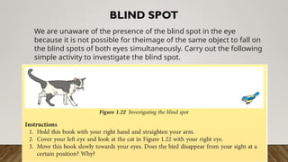 BLIND SPOT
We are unaware of the presence of the blind spot in the eye
because it is not possible for theimage of the same object to fall on
the blind spots of both eyes simultaneously. Carry out the following
simple activity to investigate the blind spot.
 