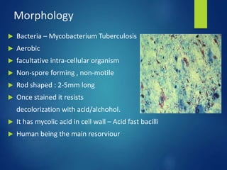 Morphology
 Bacteria – Mycobacterium Tuberculosis
 Aerobic
 facultative intra-cellular organism
 Non-spore forming , non-motile
 Rod shaped : 2-5mm long
 Once stained it resists
decolorization with acid/alchohol.
 It has mycolic acid in cell wall – Acid fast bacilli
 Human being the main resorviour
 