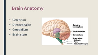 Brain Anatomy
• Cerebrum
• Diencephalon
• Cerebellum
• Brain stem
 