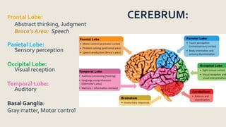 CEREBRUM:
Frontal Lobe:
Abstract thinking, Judgment
Broca’s Area: Speech
Parietal Lobe:
Sensory perception
Occipital Lobe:
Visual reception
Temporal Lobe:
Auditory
Basal Ganglia:
Gray matter, Motor control
 