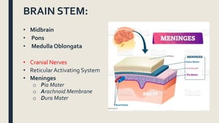 BRAIN STEM:
• Midbrain
• Pons
• Medulla Oblongata
• Cranial Nerves
• Reticular Activating System
• Meninges
o Pia Mater
o Arachnoid Membrane
o Dura Mater
 