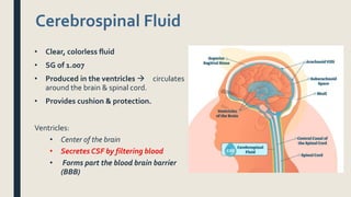 Cerebrospinal Fluid
• Clear, colorless fluid
• SG of 1.007
• Produced in the ventricles  circulates
around the brain & spinal cord.
• Provides cushion & protection.
Ventricles:
• Center of the brain
• Secretes CSF by filtering blood
• Forms part the blood brain barrier
(BBB)
 