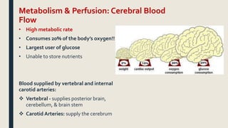 Metabolism & Perfusion: Cerebral Blood
Flow
• High metabolic rate
• Consumes 20% of the body’s oxygen!!
• Largest user of glucose
• Unable to store nutrients
Blood supplied by vertebral and internal
carotid arteries:
 Vertebral - supplies posterior brain,
cerebellum, & brain stem
 Carotid Arteries: supply the cerebrum
 