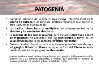 PATOGENIA
• Complejo primario de la tuberculosis incluye infección local en la
puerta de entrada y los ganglios linfáticos regionales que drenan el
área (98% casos es el pulmón)
• Los bacilos tuberculosos se multiplican inicialmente dentro de los
alveolos y los conductos alveolares
• La mayoría de los bacilos mueren, pero algunos sobreviven dentro
de macrófagos no activados, que los transportan a través de los
vasos linfáticos hasta los ganglios linfáticos regionales
• Cuando la infección primaria se asienta en el pulmón suele afectar a
los ganglios linfáticos biliares, aunque un foco del lóbulo superior
puede drenar en los ganglios paratraqueales.
La reacción tisular en el parénquima pulmonar y los ganglios linfáticos se intensifica
durante las 2-12 semanas siguientes, a medida que aumenta el número de
microorganismos y se produce la hipersensíbilidad tisular.
 
