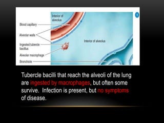 Tubercle bacilli that reach the alveoli of the lung
are ingested by macrophages, but often some
survive. Infection is present, but no symptoms
of disease.
 